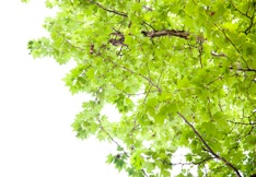 Branch of green platanus leaves